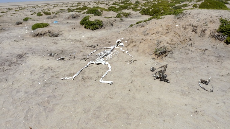Skelettk&uuml;ste Namibia